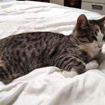 Тигровое очарование Муся, ласковая кошечка-подросток в дар, в Архангельске