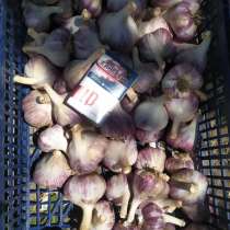 Чеснок, в Абинске