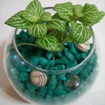 Флорариум мини, в Ростове-на-Дону