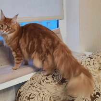 Kitten maine coon, в г.Минск