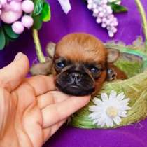 Рыжие мальчики пти-брабансоны, в Москве