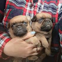 Малый брабансон рыжие мальчики, в Москве