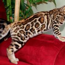 Бенгальские кошки Аликанте, в г.Аликанте