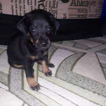 Такса щенок, в Воронеже