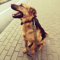 Спортивный харизматичный пес-друг, в Санкт-Петербурге