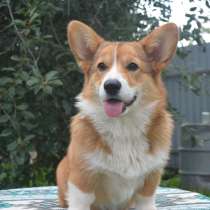 Подрощенные девочки вельш корги пемброк, в Серпухове