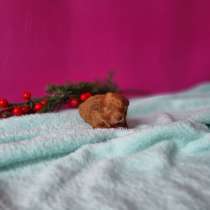 Щенки тойпуделя красный черный абрикос доставка в любую точк, в г.Минск