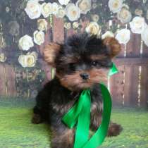 Умный и красивый мальчик йорк, в Москве