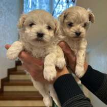 Щеночки мальтезе, в Москве