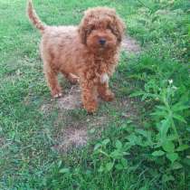 Пудель той (Мальтипу)Maltipoo, в г.Прага