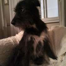 Бородач ищет свой дом, в Москве