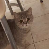 Кошка британка, в Липецке