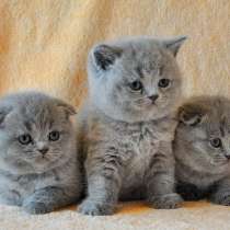 Супер плюшевые от элитных родителей !, в Москве