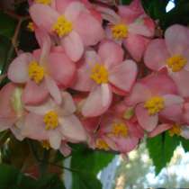 Бегония крапчатая, в Москве