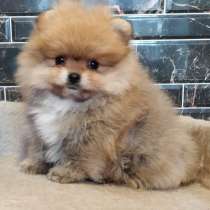 Pomeranian spitz. Boy, в г.Ahausen