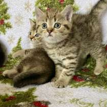 Британские котята, в г.Солигорск