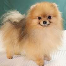 Teacup pomeranian boy, в г.Одесса