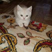 Куплю шотландского котенка, в г.Тирасполь