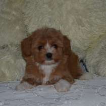 Мальтипу F - 1, в г.Adorf