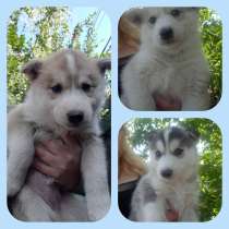 Щенки хаски, в г.Астана