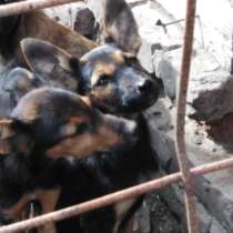 Продам щенков породы, доберман, в Тамбове