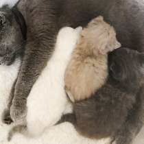 Шотландские котята в заботливые руки, в г.Аликанте