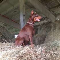 Щенки Добермана, в Фурманове