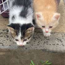 Маленькие солнышки, милые домашние котята в добрые руки, в Москве