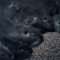 Нутрии, в Симферополе