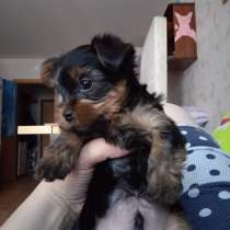 Продам щенка йорк, в Красноярске