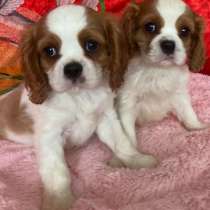 Кавалер Кинг Чарльз спаниель, в г.Мерциге