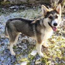 Ищет дом активная, красивая, ласковая собака, в Санкт-Петербурге