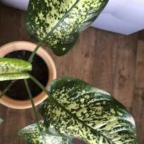 Диффенбахия, в Челябинске