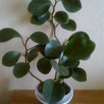 Пеперомия, в Волгограде