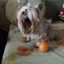 Передержка животных, в Санкт-Петербурге