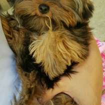 Мини крошка, в Щёлкино