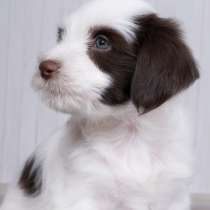 Щенки тибетского терьера, в Сургуте