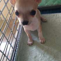 Красивые щенки Чихуахуа стандарт 1, 5 месяца, в Железнодорожном
