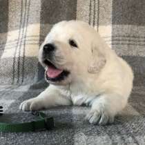 Подгалянская овчарка ЩЕНКИ, в Москве