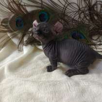 Dvelf, в г.London Colney