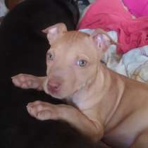 Продаю щенок (подросток) питбуль 7 месяцев, в г.Тбилиси