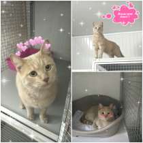 Рыжий кот ищет хозяев, в г.Алматы