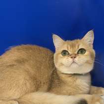 Британская золотая шиншилла, в Краснодаре