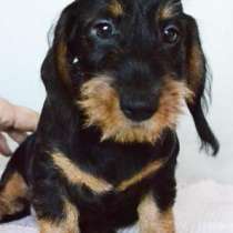 Купить  щенка таксы жесткошерстной - звоните, в Москве