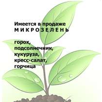 Микрозелень, в г.Витебск