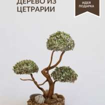 Дерево из цетрарии, в Самаре