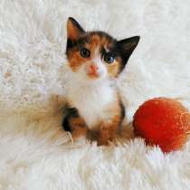 Трехцветный котенок, девочка 2 мес, в Санкт-Петербурге