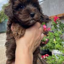 Maltipoo. Chocolate merle boy, в г.Бранденбург