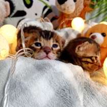 Бенгальские котята❤️, в Перми