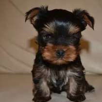 Продается щенок йоркширского терьера, в Сургуте